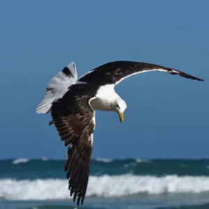 Seagull swooping down