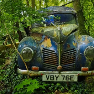 Blue car covered in greenery