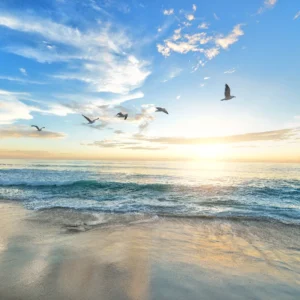 Seagulls with bright setting sun inbackground