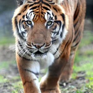 Prouncing Tiger