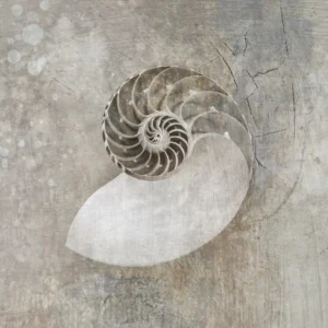 Nautilus seashell