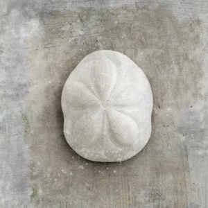 Seaflower seashell