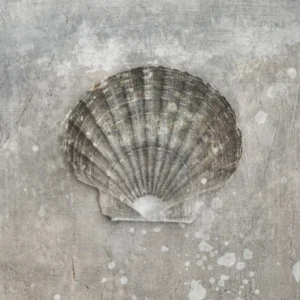 Scallop seashell