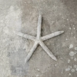 Starfish seashell