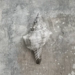 Conch seashell