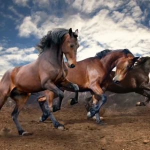Jumping wild horses