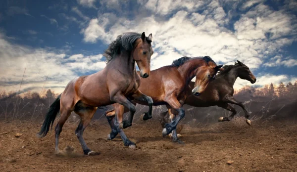 Jumping wild horses