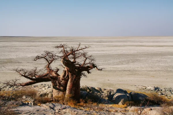 a Couple of baobab trees