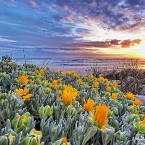 orange dune flowers