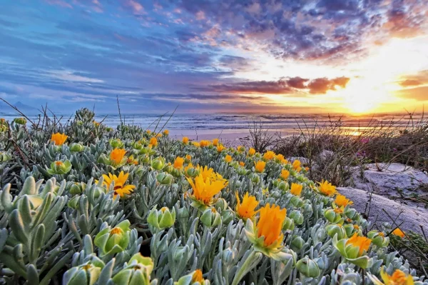 orange dune flowers