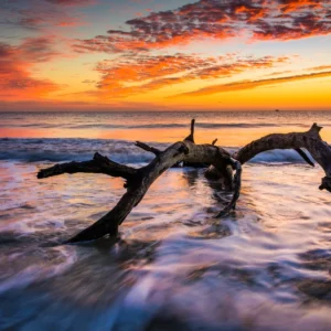 Driftwood in shallow water stretched canvas
