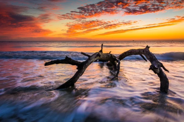 Driftwood in shallow water stretched canvas