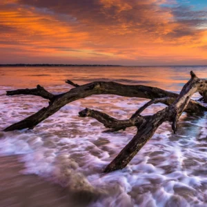 close up of driftwood in shallow water