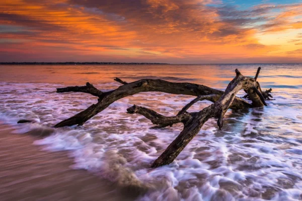close up of driftwood in shallow water