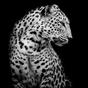 Closeup portrait black and white side of Leopard art color