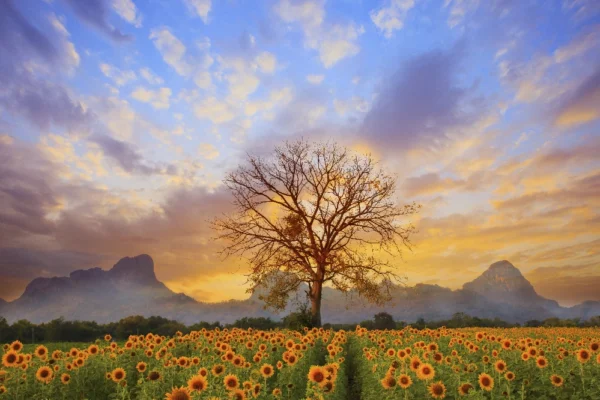 Beautiful landscape of dry tree branch and sun flowers field against colorful evening dusky sky use as natural background, backdrop
